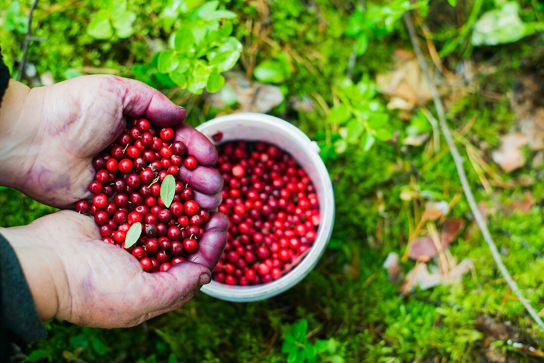 Frisch gepflückte Preiselbeeren