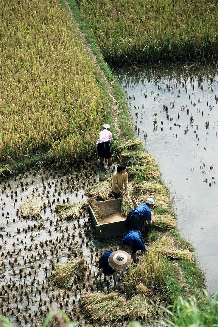 Rice farmers harvesting rice, Guizhou, China