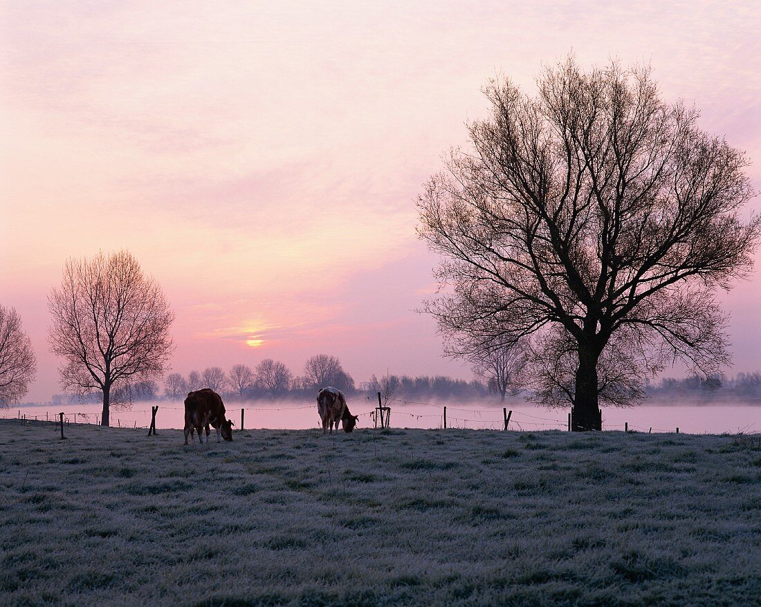 Cows grazing in a misty landscape by a river in Holland