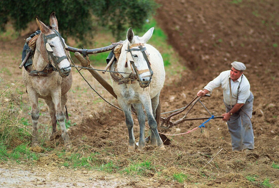 Mit Eseln pflügender Bauer in der Nähe von Olvera; Cadiz, Andalusien, Spanien