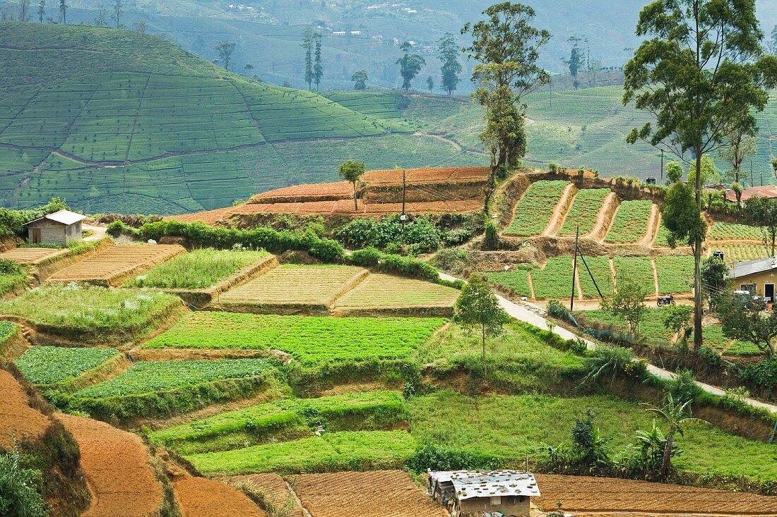 Gemüsefelder im Hill Country als wichtige Alternative zum gängigen Teeanbau; Nuwara Eliya, Sri Lanka