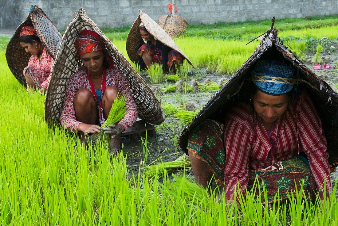 Reisbäuerinnen aus dem Annapurnagebiet beim Reispflanzen; Pokhara, Nepal