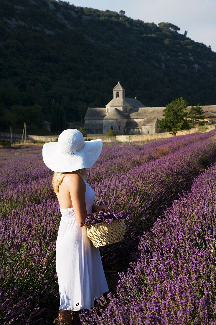 Woman in white in a lavender field looking towards the Senanque Abbey, Gordes, Provence, France