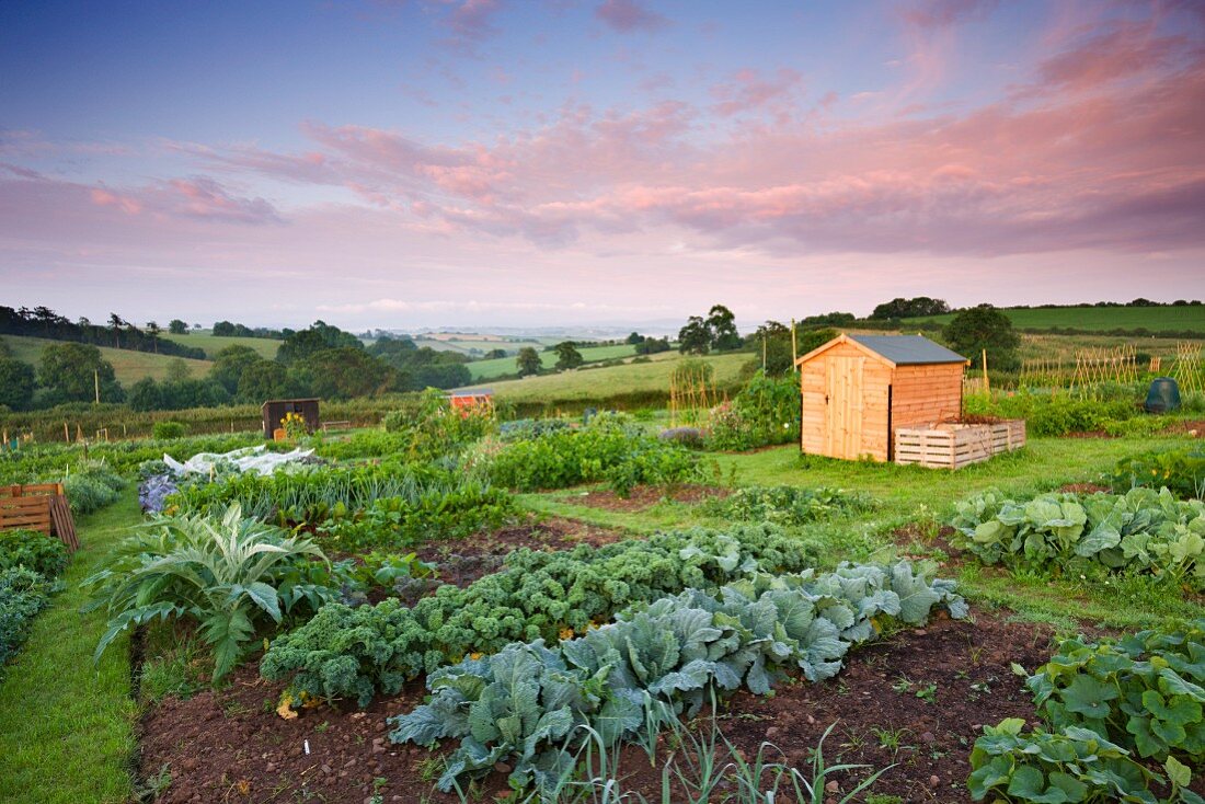 Fruchtbarer Gemüsegarten mit Gartenhäuschen in weiter Hügellandschaft; Morchard Bishop, Devon, England