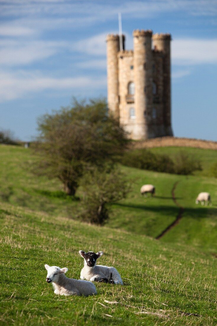 Spring lambs lying in a lush meadow at the foot of Broadway Tower, Broadway, Cotswolds, Worcestershire, England
