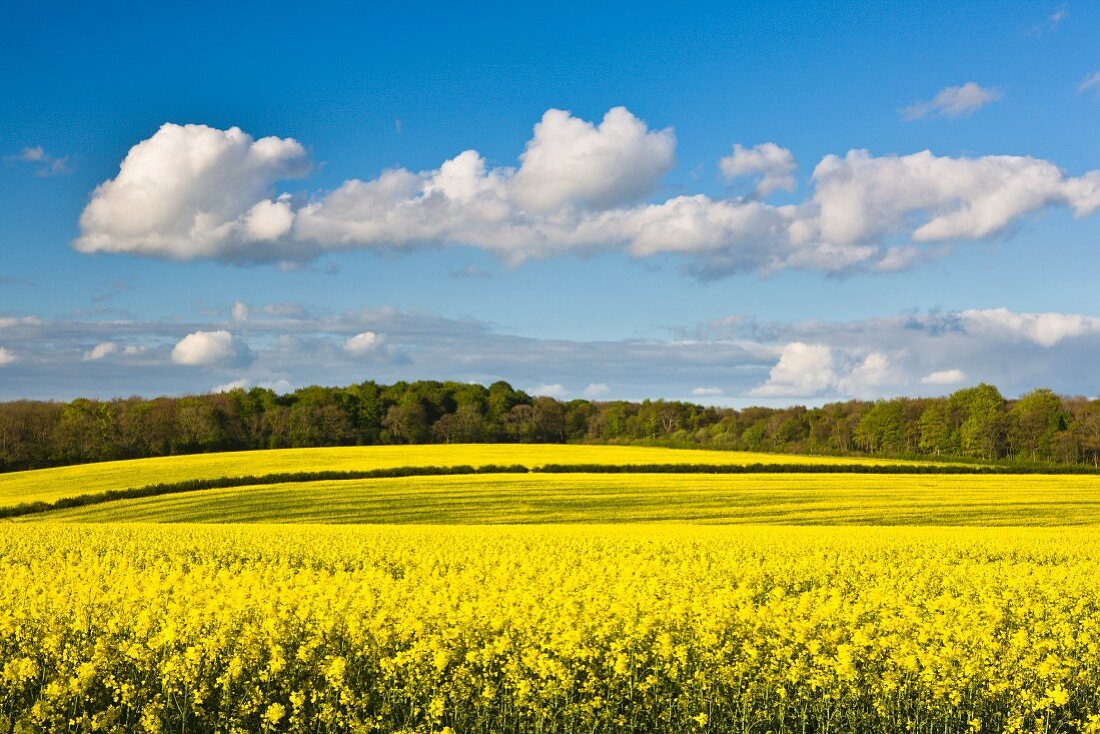 Gelb blühendes Rapsfeld im Frühling; Yorkshire, England