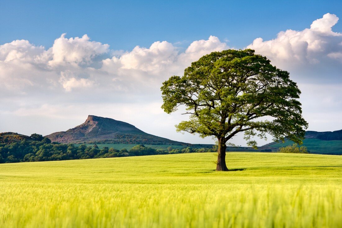 A wide landscape of barley fields with a lone tree and the Roseberry Topping in the background, North Yorkshire, Yorkshire, England