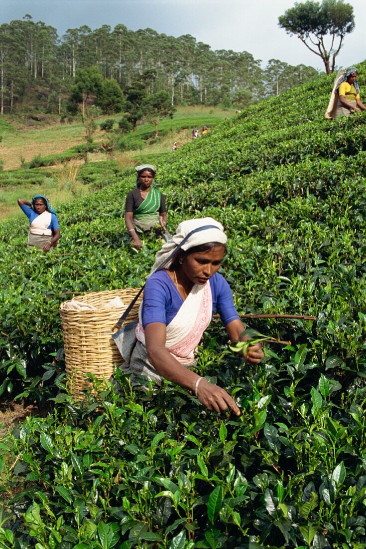Tea being harvested in the Nuwara Eliya area, Sri Lanka, Asia