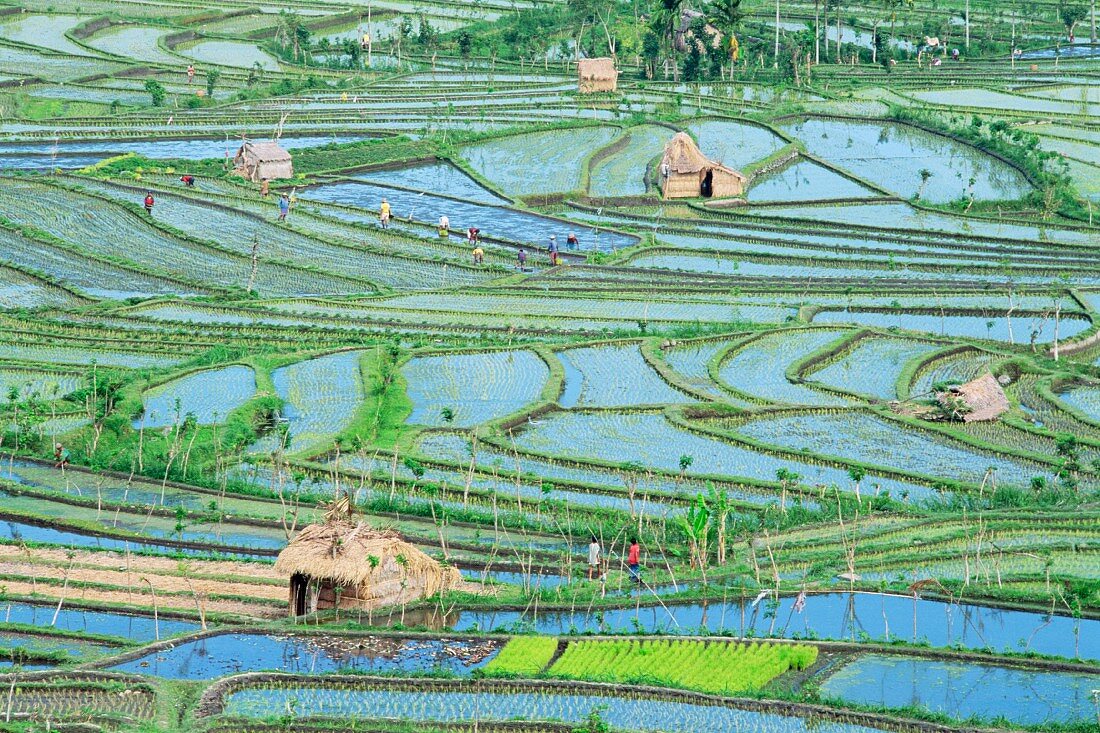 A aerial view of rice fields and farm workers at Tirta Gangga, Bali, Indonesia, South-East Asia