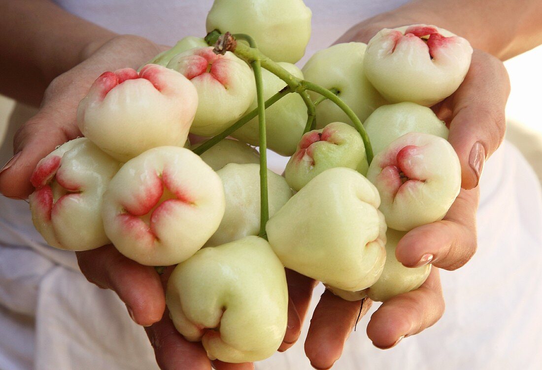 Hands holding rose apples