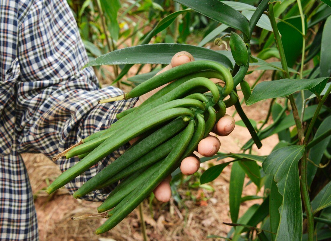 Vanille-Plantage in Vietnam, Indochina, Südostasien, Asien