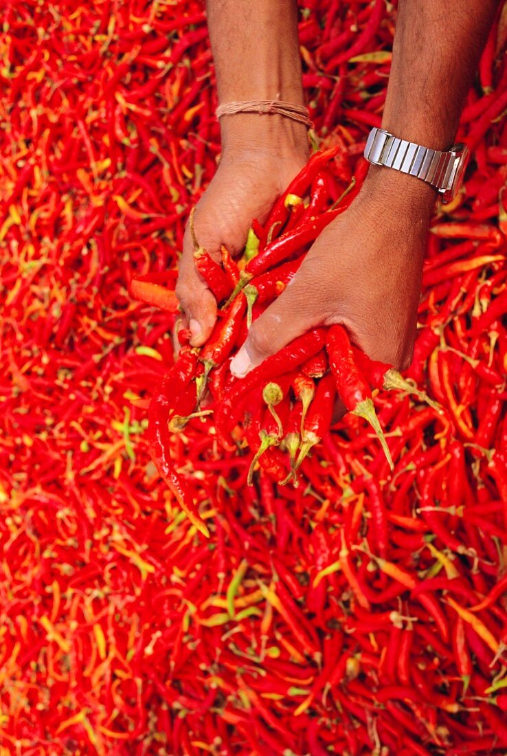 Hände halten frische rote Chilischoten, Rajasthan, Indien