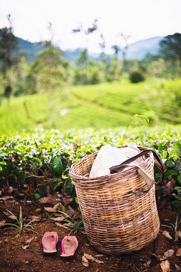 Teepflücker-Korb und Schuhe in einer Teeplantage, Zentrales Hochland, Nuwara Eliya, Sri Lanka, Asien