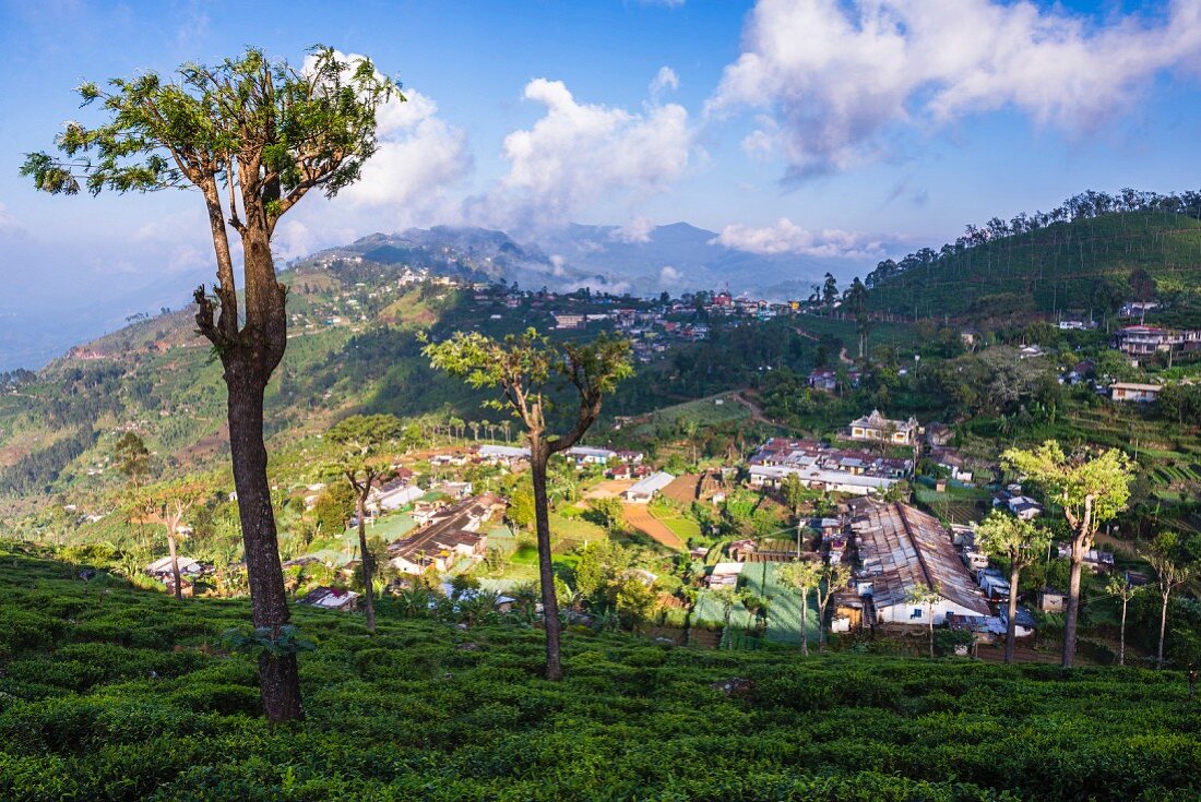 Die Stadt Haputale von einer Teeplantage aus betrachtet; Sri Lanka Hill Country, Nuwara Eliya, Sri Lanka