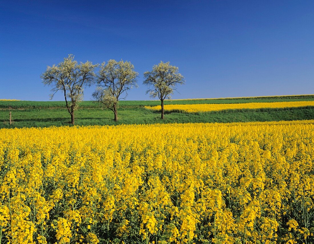 A flowering yellow field of oilseed rape and blossoming fruit trees, Baden Wurttemberg, Germany