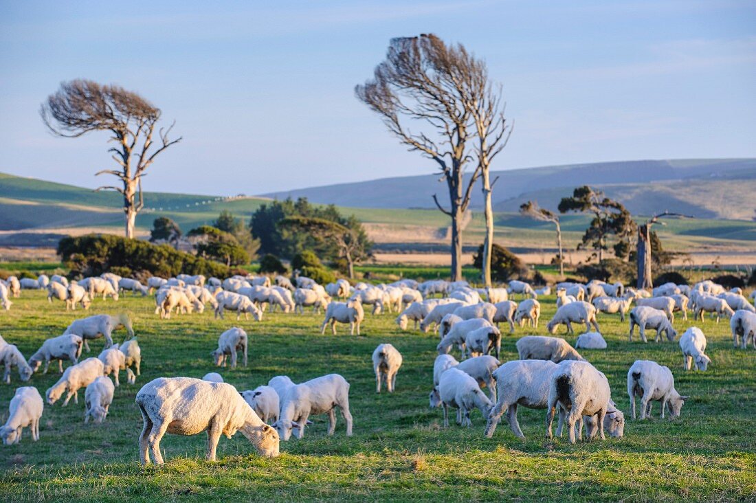 Grasende Schafe auf den grünen Wiesen der Catlins; Südinsel, Neuseeland