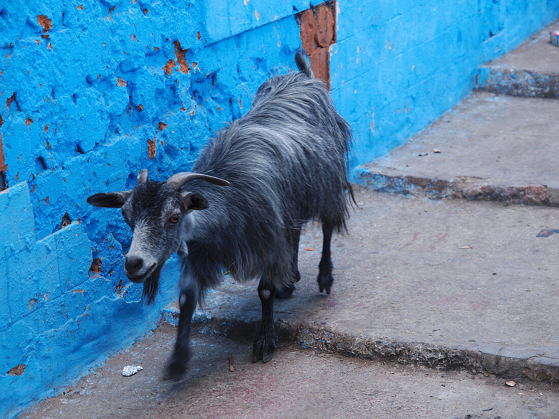 A goat on a flight of steps in the Medina of Larache, Morocco