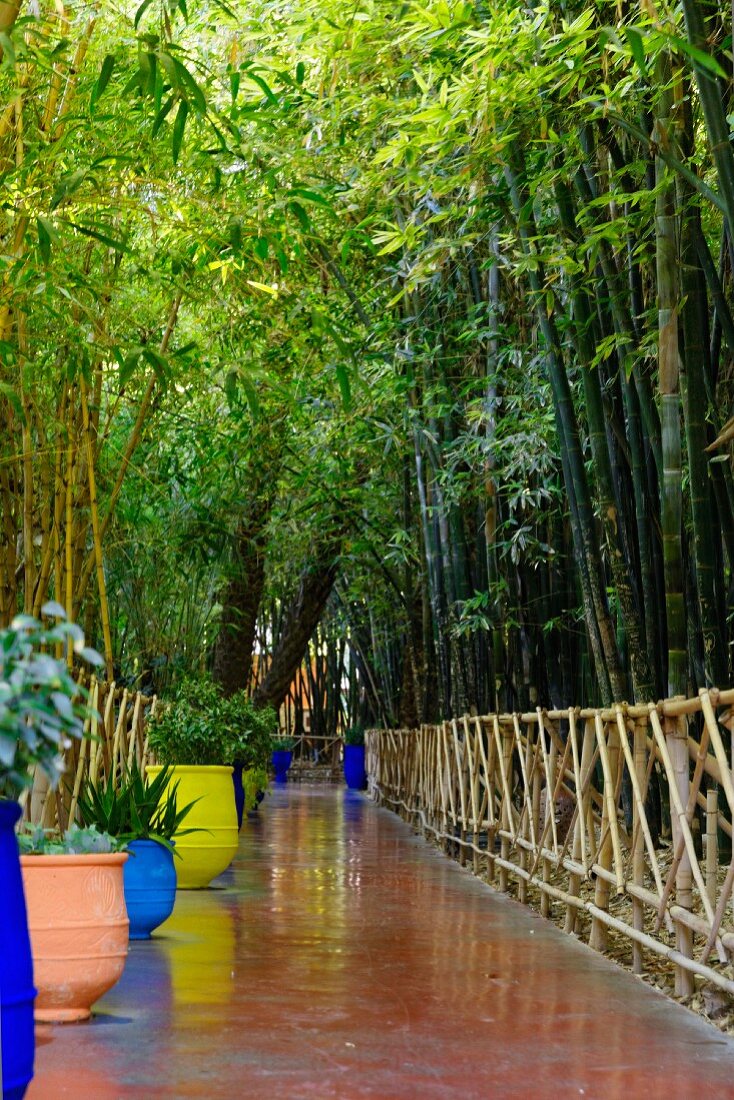 The Jardin Majorelle in Marrakesh, designed by the French painter Jacques Majorelle in 1923 using his characteristic shade of blue