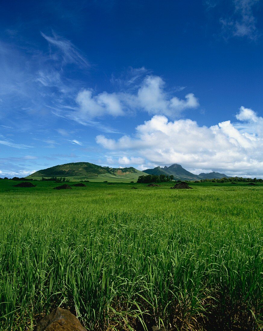 Weite Landschaft mit Zuckerrohrfeldern; Mauritius, Afrika