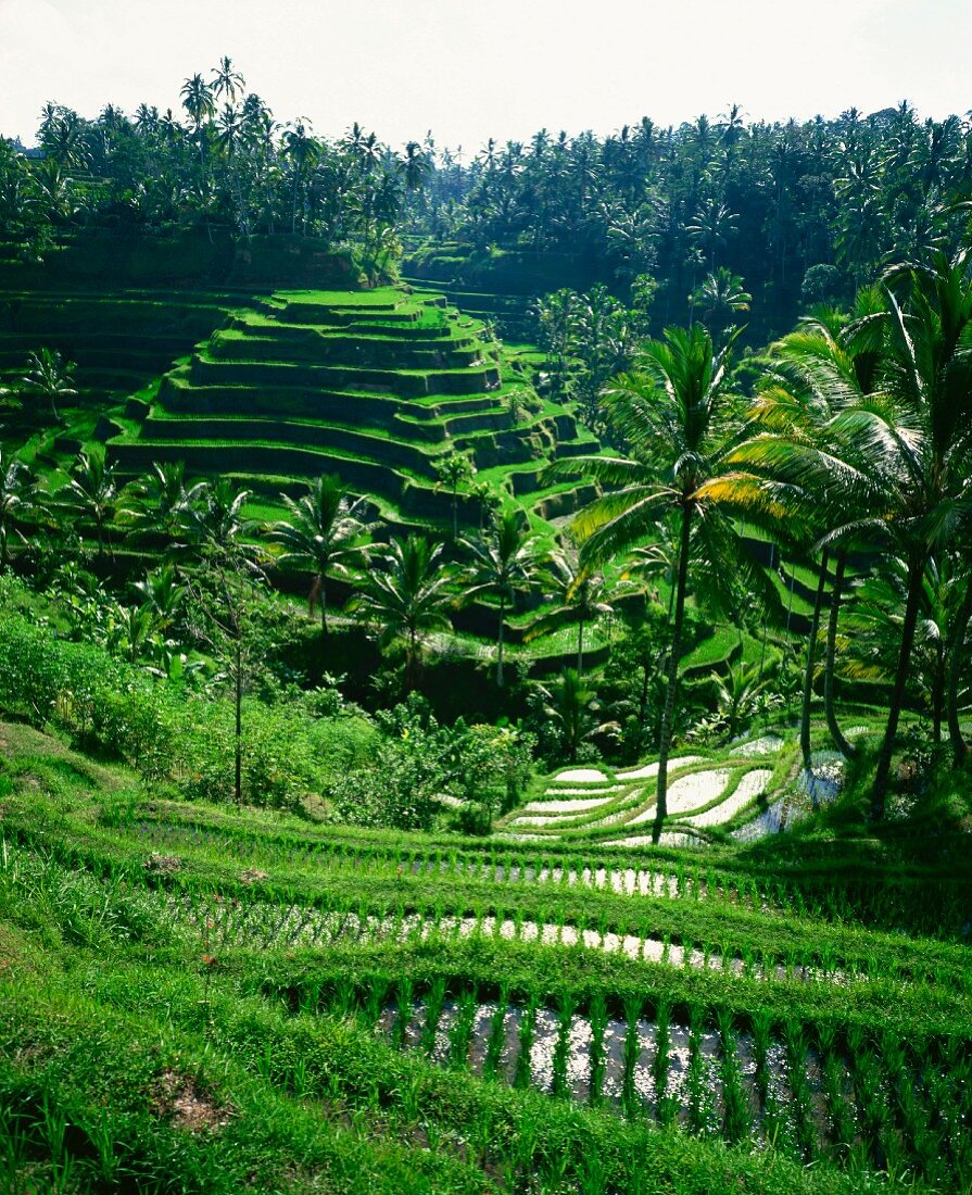 Rice terraces between palm trees, Bali, Indonesia
