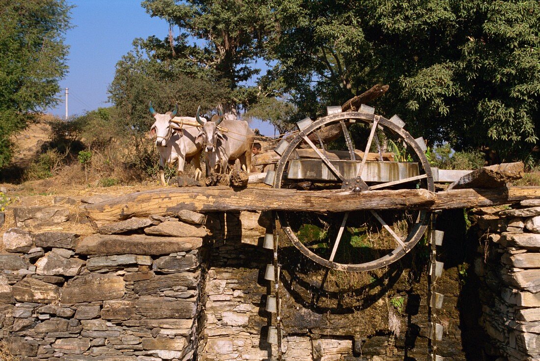Von Ochsen betriebenes Wasserrad in einem Dorf in der Nähe von Shikar, im Bundesstaat Rajasthan; Indien