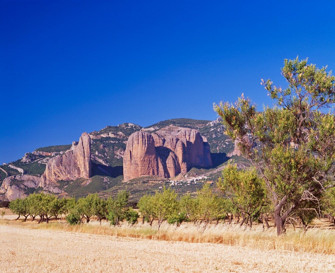 An almond tree plantation at the foot of the imposing rock pillars, Mallos de Riglos, Aragon, Spain