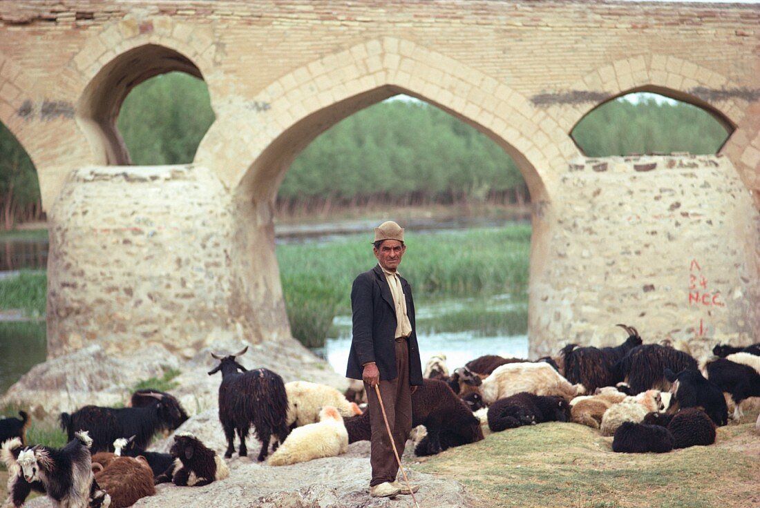 Schäfer mit Ziegenherde unter der Shahrestan Brücke; Isfahan, Iran, Naher Osten