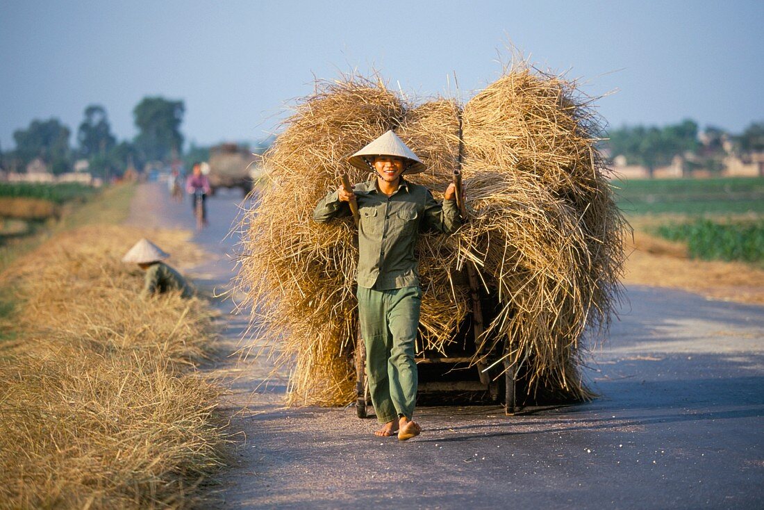Reisbauer aus Bac, eine Ladung frisch geernteten Reis ziehend; Vietnam