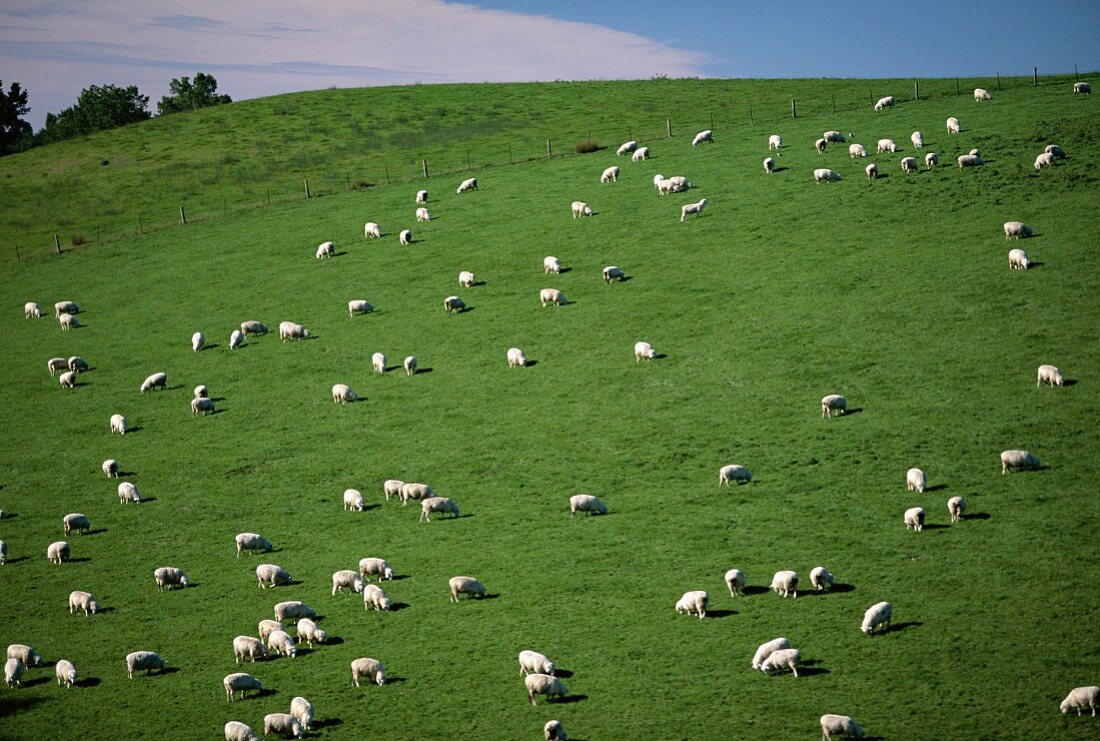 Weidende Schafe in den Canterbury Plains; Südinsel, Neuseeland