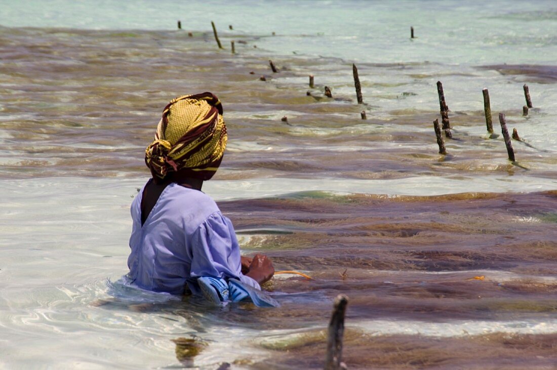 Im Wasser sitzende Frau in blauem Kleid mit gelbem Kopftuch bei der Algenernte; Paje, Ostafrika