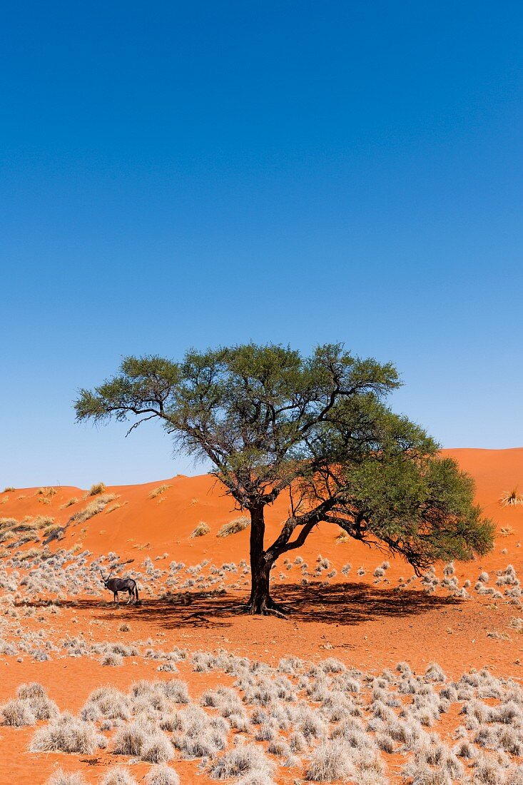 Oryxantilope (Spießbock) - das Wappentier Namibias unter Akazienbaum in Wolwedans, NamibRand Privatreservat