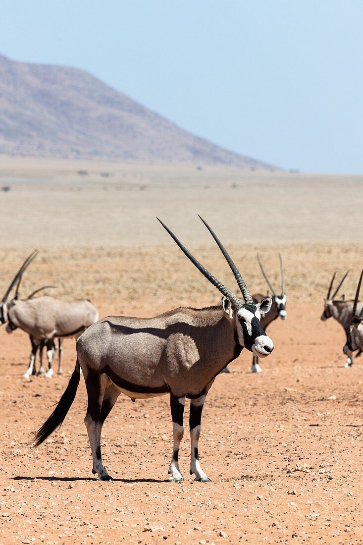 Oryx antilope (gemsbock) - heraldic animal of Namibia in Wolwedans, NamibRand Nature Reserve