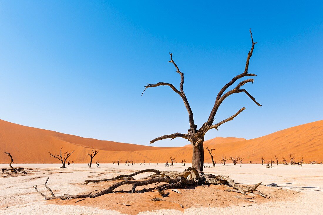 Dead acacia trees in Deadvlei in the Namibian desert – part of the Naukluft National Parks, Namibia, Africa