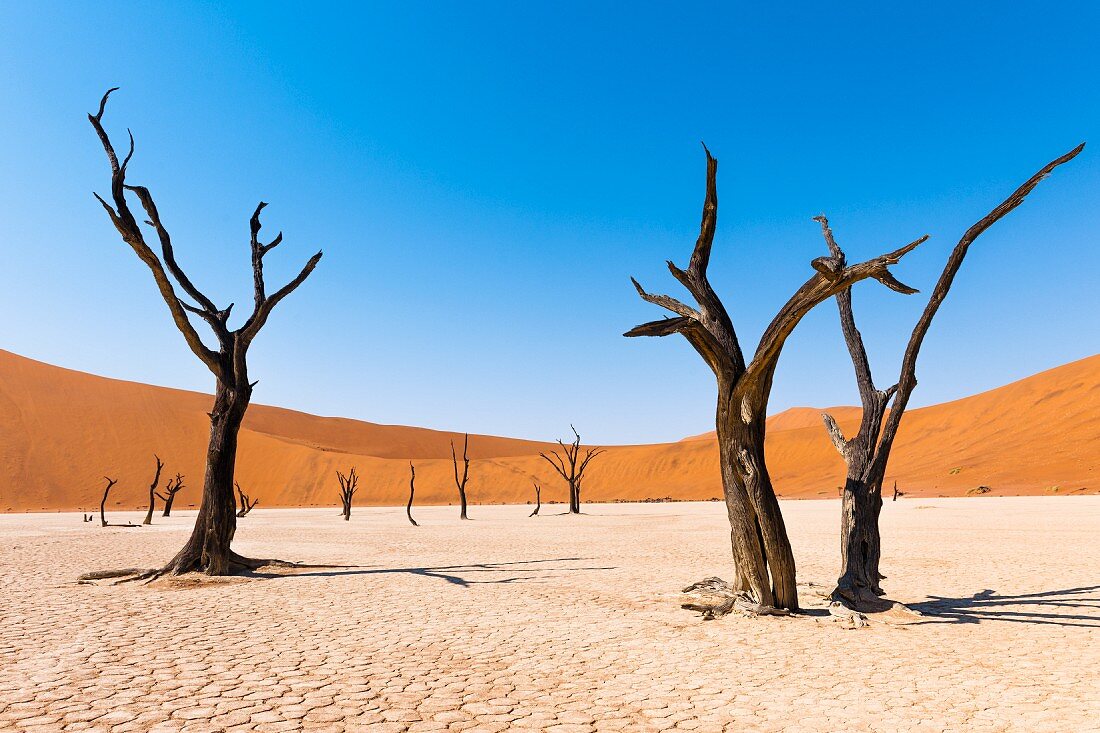 Dead acacia tress in Deadvlei in the Namibian desert – part of the Naukluft National Park, Namibia, Africa