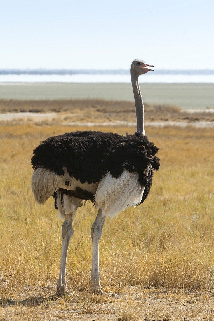 A male ostrich in front of the Etosha salt pans, Etosha National Park, Namibia, Africa