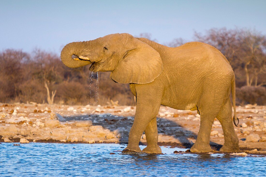 Trinkender Elefant am Wasserloch Klein Namutoni, Etosha Nationalpark, Namibia, Afrika