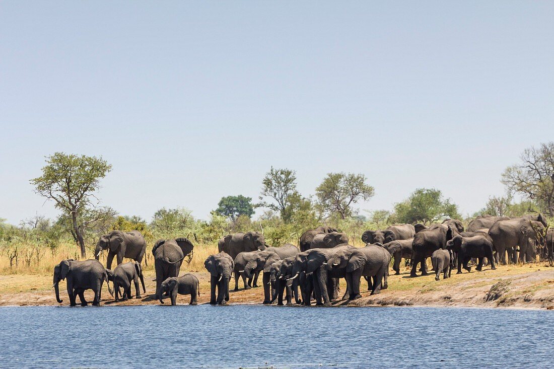 Elefantenherde am Kwando Fluss im Mudumu Nationalpark, Caprivi, Namibia, Afrika
