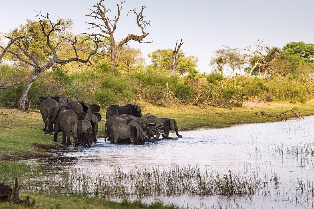 A herd of elephants at the Kwando-Mashi River, Horseshoe Bend, Bwabwata National Park, Zambesi, Caprivi, Namibia, Africa