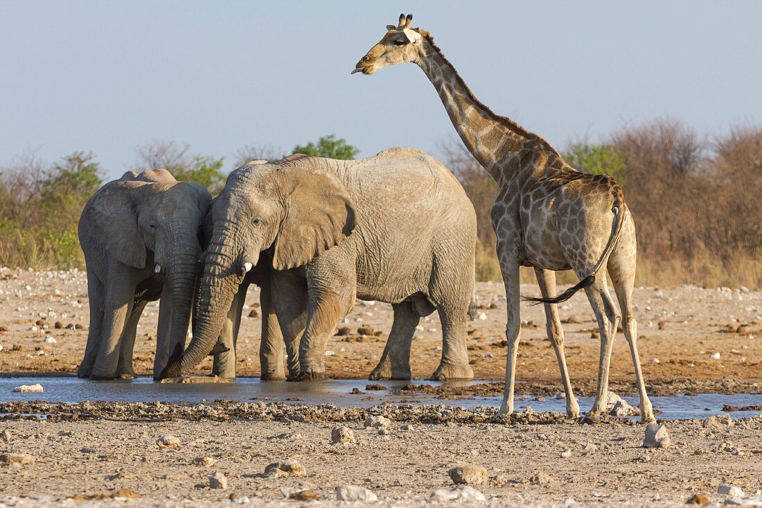 A giraffe and elephants at the Dolomite watering hole in the west of the Etosha National Park, Namibia, Africa