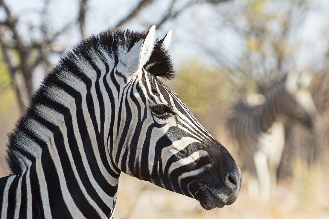 A portrait of a zebra near the Dolomite Camp in the west of the Etosha National Park, Namibia, Africa