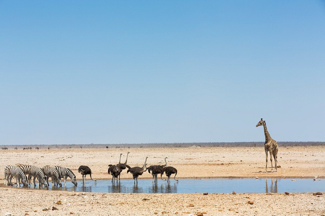 Zebras, Strausse und Giraffe am Wasserloch in Etosha Nationalpark, Namibia