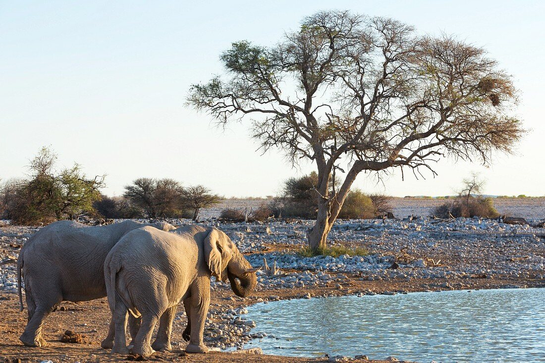 Elefanten am Okaukuejo Wasserloch in Etosha Nationalpark, Namibia