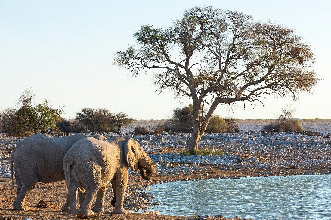 Elephants at the Okaukuejo watering hole in the Etosha National Park, Namibia