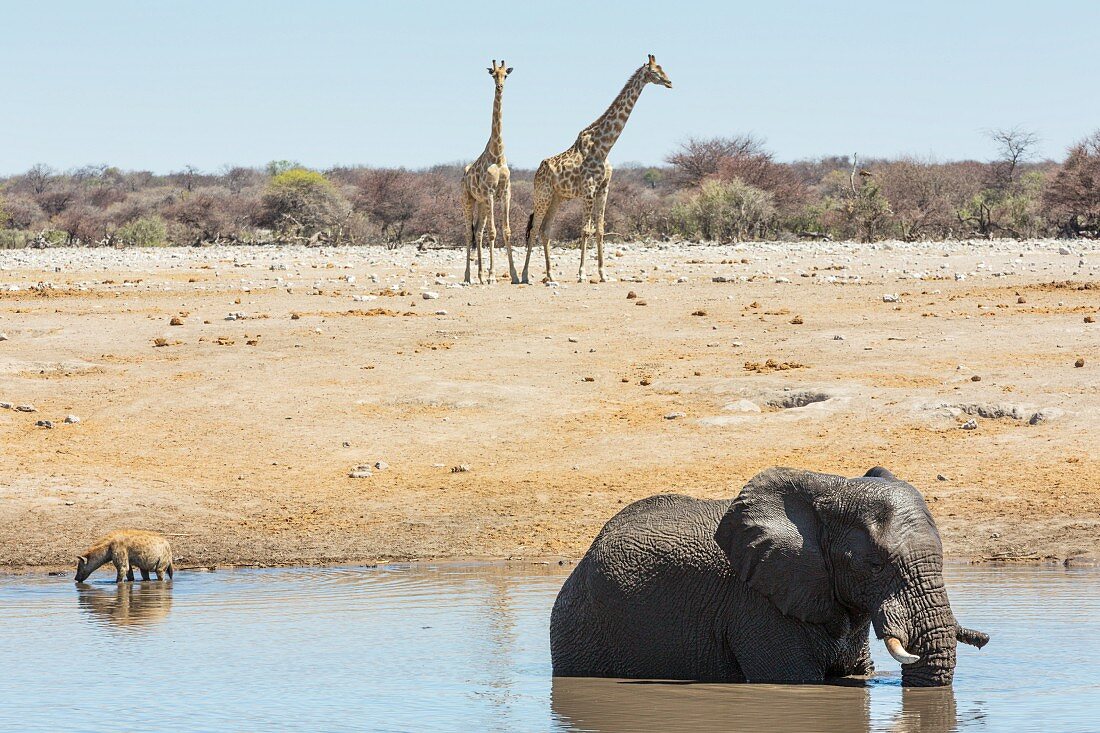 An elephant, hyenas and giraffe at the Chudop watering hole near Namutoni Camp, in Etosha National Park, Namibia