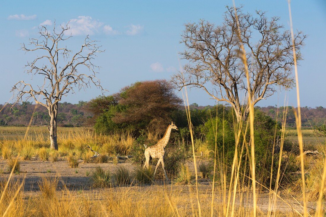 Giraffe in den Flussniederungen des Kwando Flusses, Mahango Nationalpar, West-Caprivi, Namibia