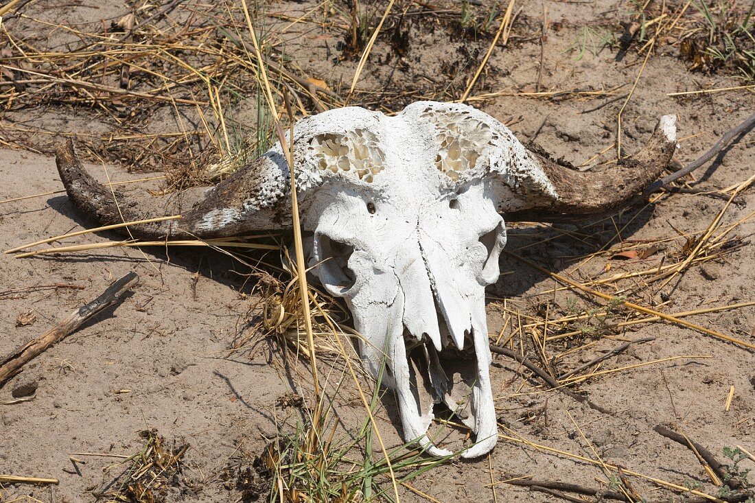 A skull of a buffalo in the Bwabwata National Park, Namibia