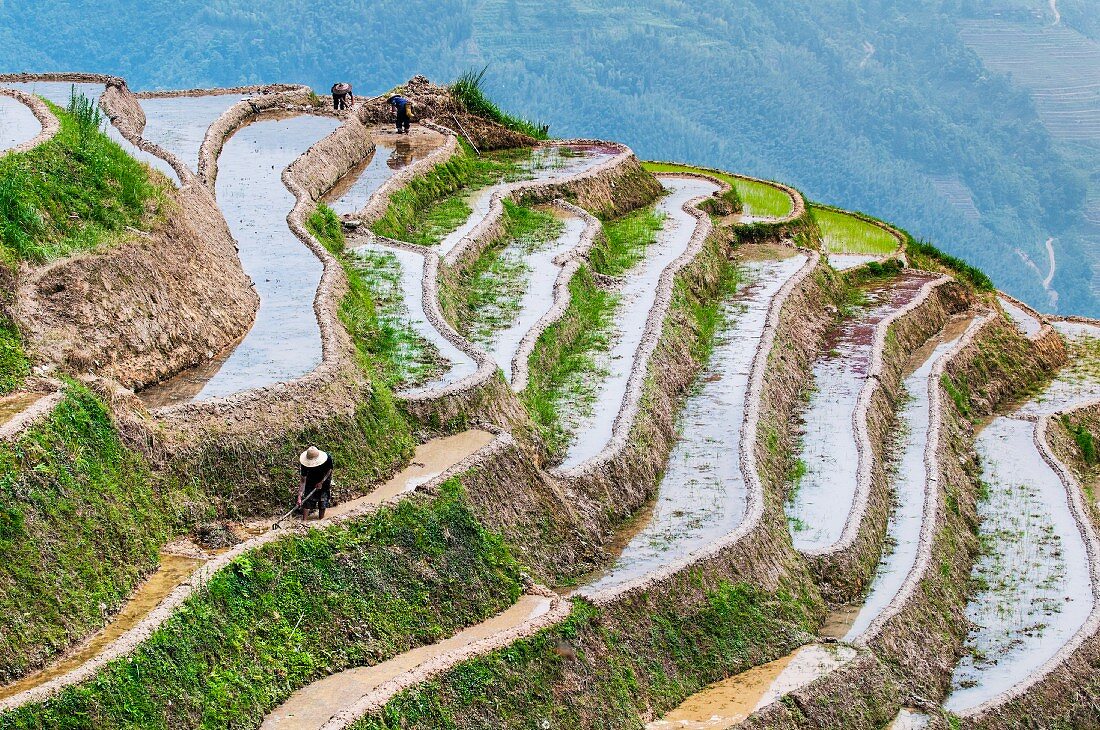 Reisterrassen in Longsheng, Guangxi, China, Asien