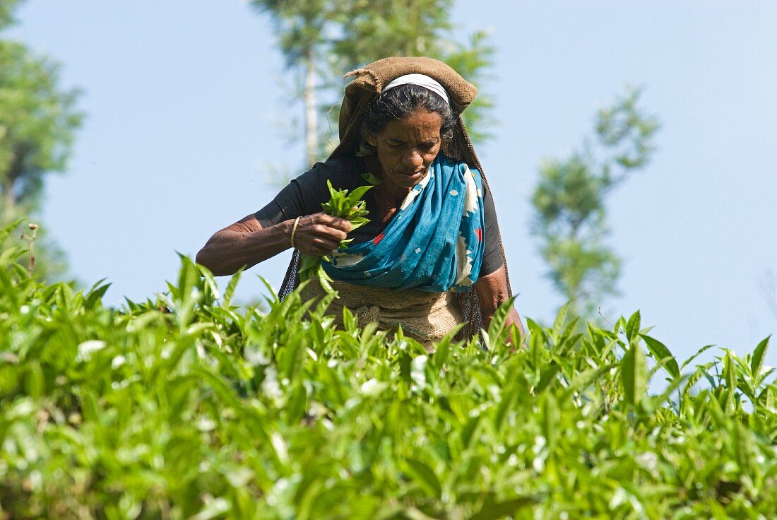 A woman picking tea leaves, Vythiri, Wayanard district, Kerala, India, Asia