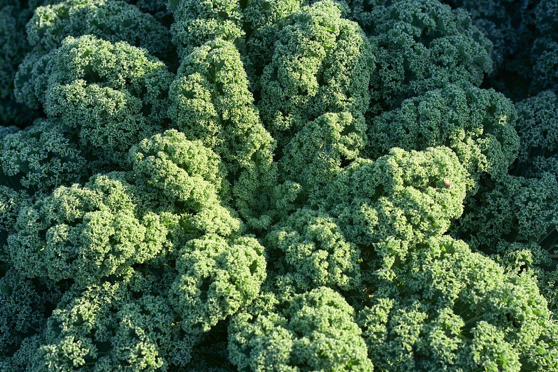 Kale in vegetable field (close-up)