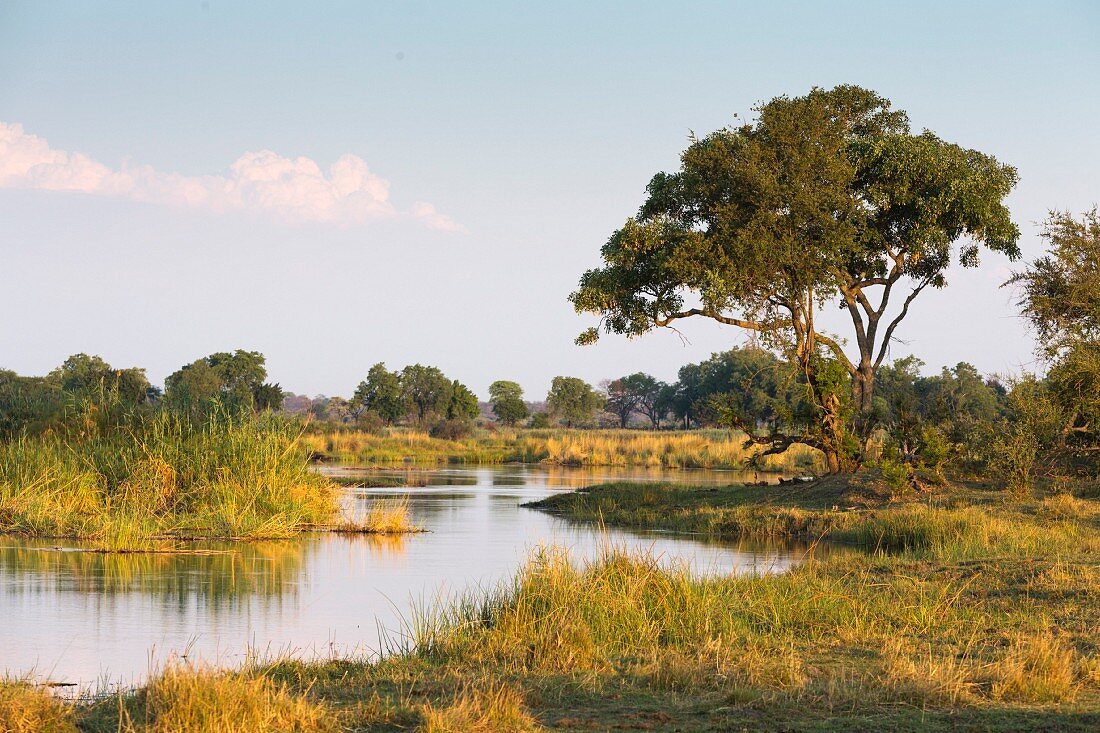 The Kwando River flowing through the Caprivi belt, Namibia